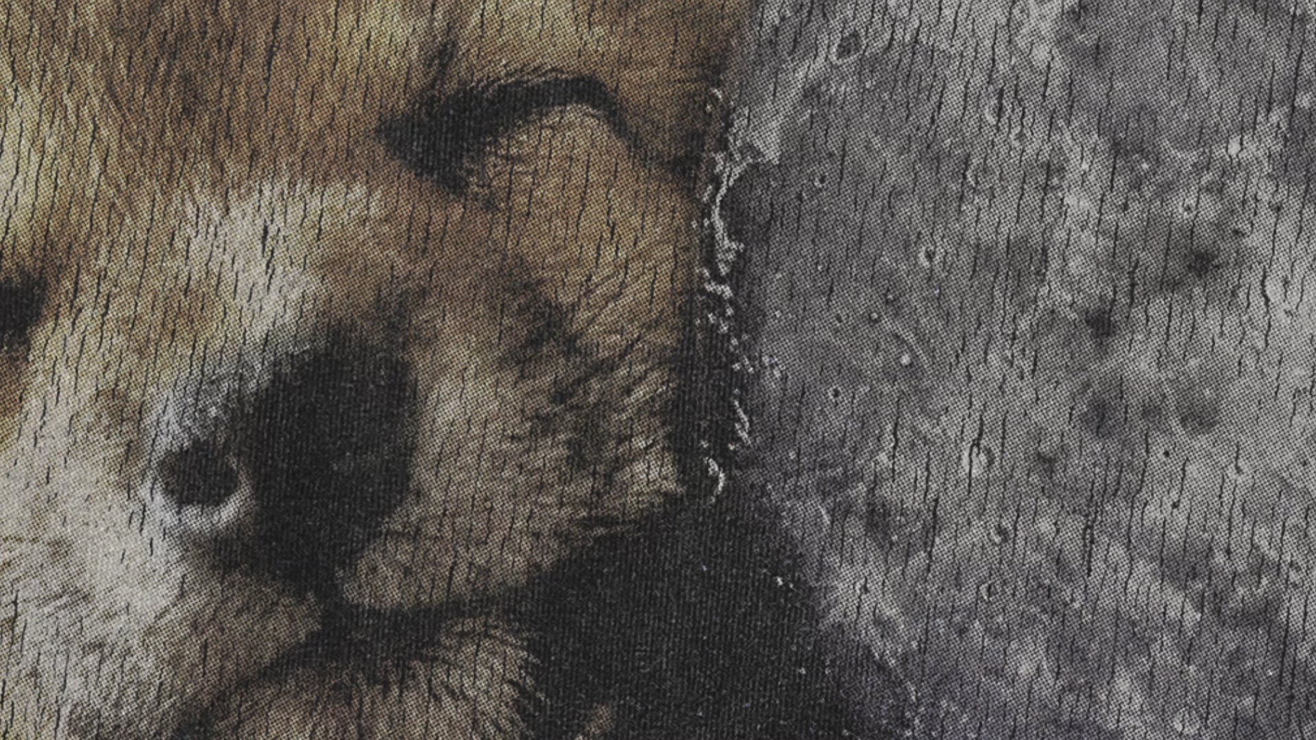 Vintage-Inspired “Howling at the Moon” Shiba Tee