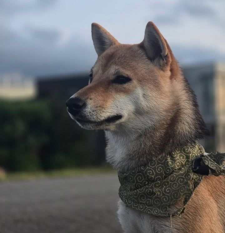 White Swirl Green Bandana: A San Chan Favorite